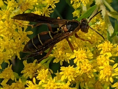 Polistes fuscatus
