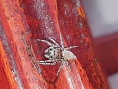 Tusitala
