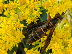 Polistes fuscatus