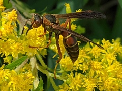 Polistes fuscatus