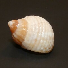 Echinolittorina australis