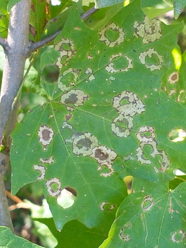 Maple Leafcutter Moth photo 2