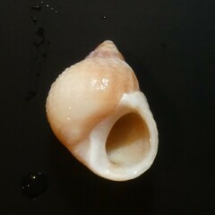 Echinolittorina australis