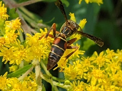 Polistes fuscatus