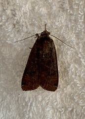 Noctuina