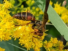 Polistes fuscatus