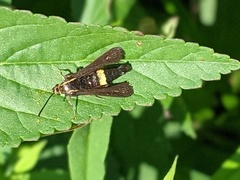 Carmenta pyralidiformis