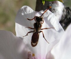 Nomada