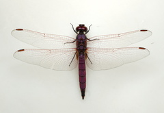 Trithemis annulata haematina