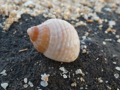 Echinolittorina australis