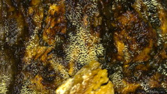 Mucronella calva