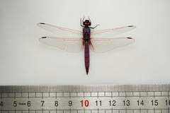 Trithemis annulata haematina