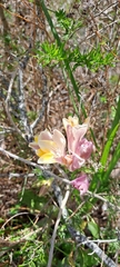 Freesia refracta