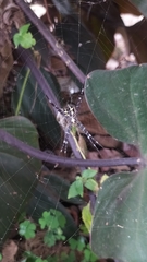 Argiope aetherea