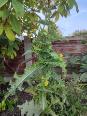 Sonchus asper