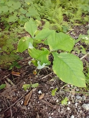 Arisaema triphyllum