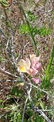 Freesia refracta