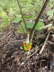 Arisaema triphyllum