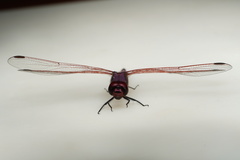 Trithemis annulata haematina