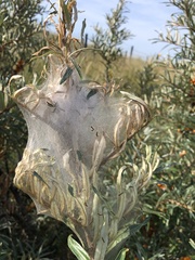 Euproctis chrysorrhoea