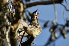 Anthochaera carunculata