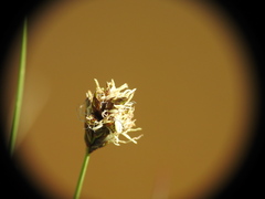 Carex divisa