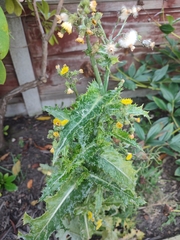 Sonchus asper