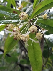 Tasmannia insipida