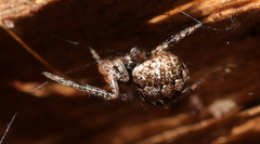 Theridion
