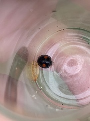 Chilocorus renipustulatus