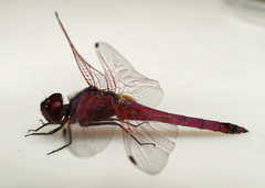 Trithemis annulata haematina