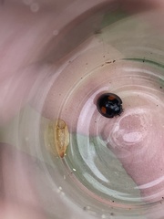 Chilocorus renipustulatus