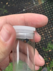 Chilocorus renipustulatus