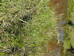 Carex divisa
