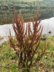 Rumex hydrolapathum