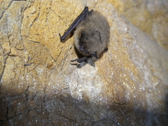 Myotis