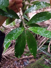 Argophyllum nullumense