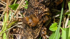 Hypomyces subiculosus