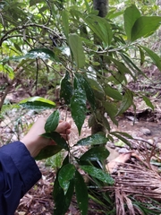 Argophyllum nullumense