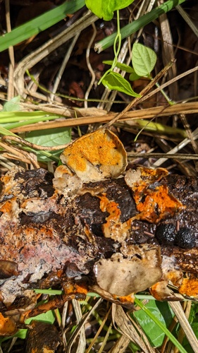 Hypomyces subiculosus