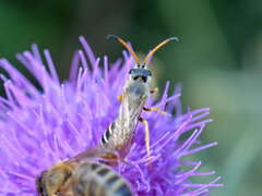 Halictus sexcinctus
