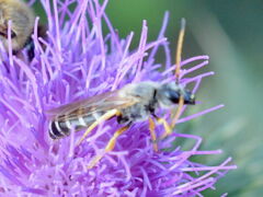 Halictus sexcinctus