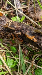 Hypomyces subiculosus