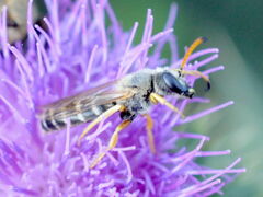 Halictus sexcinctus