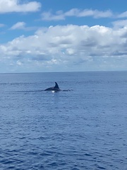 Grampus griseus