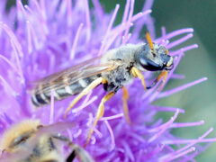 Halictus sexcinctus