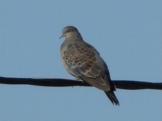 Streptopelia orientalis