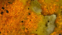 Hypomyces subiculosus