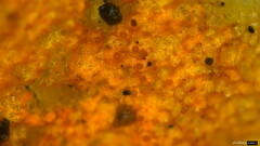Hypomyces subiculosus