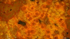 Hypomyces subiculosus